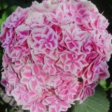 画像: ハイドランジア 花鳥風月（翌年開花株）