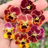 画像: ビオラ ミニフリフリ レッド系