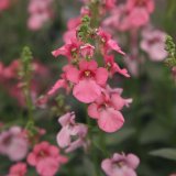 画像: ディアスシア スーパーピンク