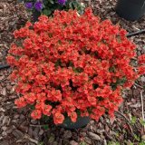 画像: ディアスシア スーパーオレンジ