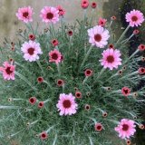 画像: ローダンセマム プリマリア