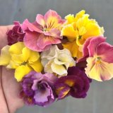 画像: 伝説の八重パンジー ファビュラス