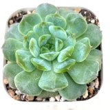 画像: ●多肉植物 エケベリア モンロージェネレーション5 2.5寸苗 C5145