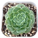 画像: ●多肉植物 エケベリア ヒアリナ 2.5寸苗 C5139