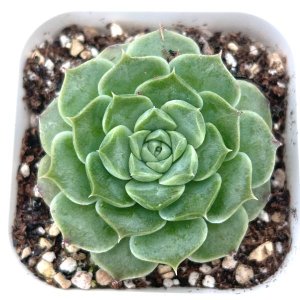 男*屋様 H775　ストリクチフローラ　50株　抜き苗　多肉植物 エケベリア 韓 H775 ストリクチフローラ 50株 抜き苗 多肉植物 エケベリア 韓国