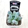 画像2: ●多肉植物 グラプトペタルム レインボーチーズ 2.5寸苗 C5142