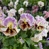 画像: パンジー ファルダ