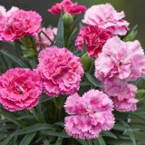 画像: ダイアンサス アロマジェンヌ パトラ