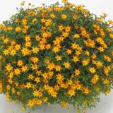 画像: ビデンス キャンプファイヤー ホットオレンジ PW