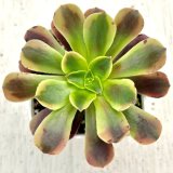 画像: ●多肉植物 アエオニウム オージャリー 2.5寸苗 Y3045