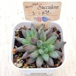 画像2: ●多肉植物 パキフィツム コーンポピー 2.5寸苗 Y3039