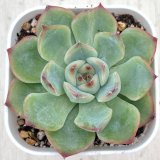 画像: ●多肉植物 エケベリア グリーンローズ 2.5寸苗 Y3055