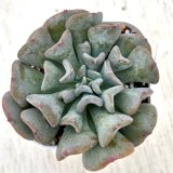 画像: ●多肉植物 エケベリア スノースプライト 2.5寸苗 Y3023