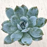 画像: ●多肉植物 エケベリア チャンオー 2.5寸苗 Y3010