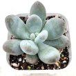 画像1: ●多肉植物 パキフィツム バービーミルク 2.5寸苗 Y3013