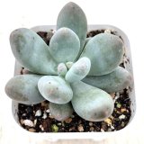 画像: ●多肉植物 パキフィツム バービーミルク 2.5寸苗 Y3013