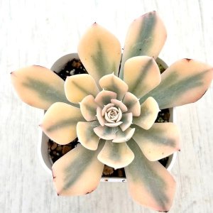 ○多肉植物 エケベリア 大和錦（パープソルム） 2.5寸苗 C5128