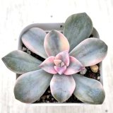 画像: ●多肉植物 グラプトペタルム パープルディライト錦 2.5寸苗 Y3053