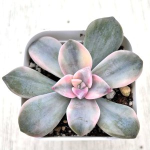 多肉植物^o^  ティテュバンス錦 ティテュバンス錦 - SABOTENTARO.COM