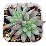 画像: ●多肉植物 パキフィツム コーンポピー 2.5寸苗 Y3039