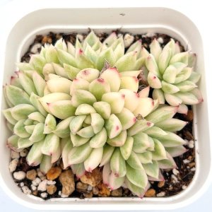 ○多肉植物 エケベリア スヨン錦 2.5寸苗 C1012 - ハニーミント本店