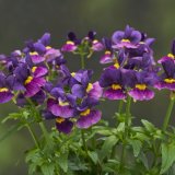 画像: フレグランスネメシア シュガーベリー