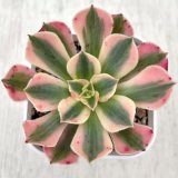 画像: ●多肉植物 アエオニウム ピンクウィッチ 2.5寸苗 Y3046
