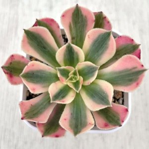 専用ページ　　　多肉植物　アエオニウム属(グリーノビア) ◇多肉植物◇アエオニウム◇グリーノビア◇オーレア◇群生