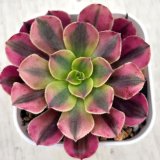 画像: ●多肉植物 アエオニウム メデューサ 2.5寸苗 Y3044