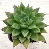 画像: ◎多肉植物 エケベリア レオ 2.5寸苗 Y3001