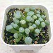 画像1: ◎多肉植物 フェネストレリア 五十鈴玉 2.5寸苗 Y3011