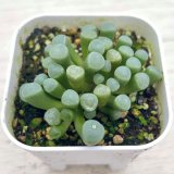 画像: ◎多肉植物 フェネストレリア 五十鈴玉 2.5寸苗 Y3011
