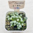 画像2: ◎多肉植物 フェネストレリア 五十鈴玉 2.5寸苗 Y3011