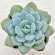 画像1: ◎多肉植物 エケベリア スノーホワイトプリンセス 2.5寸苗 Y3004