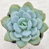 画像: ◎多肉植物 エケベリア スノーホワイトプリンセス 2.5寸苗 Y3004