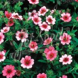 画像: ポテンティラ ショグラン