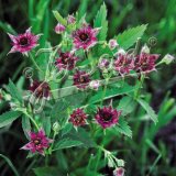 画像: ポテンティラ パルストリス