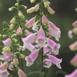 画像: ジキタリス Hanabee ピンク