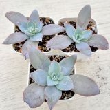 画像: ●多肉植物 エケベリア カンテ 2.5寸苗 C4189