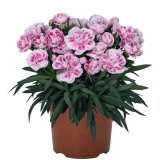 画像: ダイアンサス ピンクブラッシュ