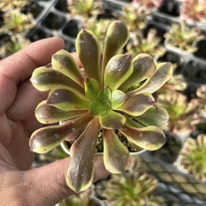 18#多肉植物アエオニウム錦❤️ サンバースト❤️5頭17cm拔き苗 多肉植物 アエオニウム サンバースト 2.5寸苗 - ハニーミント本店