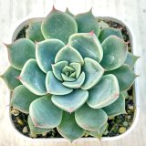 画像: ●多肉植物 エケベリア トーマス 2.5寸苗 C4182