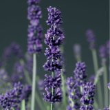 画像: ラベンダー アロマティコ ブルー