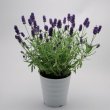 画像2: ラベンダー アロマティコ ブルー