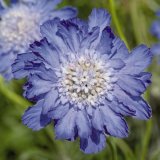 画像: スカビオサ ファーマ ブルー 耐寒性 切花種