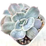 画像: 多肉植物 エケベリア マーベル錦 2.5寸苗 C5137