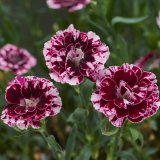 画像: ダイアンサス チョコレートギフト