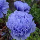 画像: アネモネ 凜々花 ラベンダー