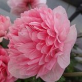 画像: アネモネ 凜々花 さくらサーモン