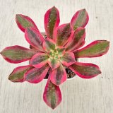 画像: ◎多肉植物 アエオニウム ファンシャ（多少葉焼けあり） 2.5寸苗 Y3058